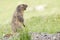 Alpine Marmot - Marmota Marmota