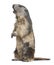 Alpine Marmot - Marmota marmota (4 years old)