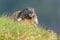 The alpine marmot Marmota marmota on the