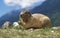 ALPINE MARMOT marmota marmota, ADULT EATING LEAVES, FRENCH ALPS