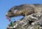ALPINE MARMOT marmota marmota, ADULT SMELLING FLOWER