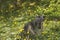 Alpine Marmot, marmota marmota, Adult among Yellow Flowers, Alps in South East of France