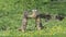 Alpine Marmot, marmota marmota, Adults playing or Fighting, France,