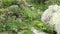 Alpine marmot Marmota marmota in austrian alps with alpine rose blossom