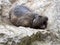 Alpine Marmot, Marmota marmota, has large incisors and lives high in the European mountains