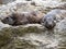 Alpine Marmot, Marmota marmota, has large incisors and lives high in the European mountains