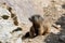 Alpine marmot Marmota marmota latirostris on the rock