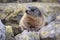 Alpine marmot Marmota marmota latirostris in the wild. Tatra Mountains