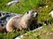 Alpine Marmot (Marmota marmota). Made with Generative AI