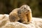 Alpine marmot, Marmota Marmota, one of the big rodent