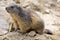 Alpine marmot, Marmota Marmota, one of the big rodent