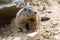 Alpine marmot, Marmota Marmota, one of the big rodent