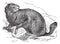 Alpine Marmot or Marmota marmota vintage engraving