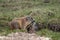 Alpine marmot mother and child