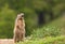 An Alpine Marmot raising the alarm