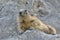 Alpine marmot on the roch