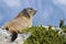 Alpine marmot on the rock