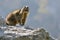 Alpine marmot on rock