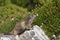 Alpine marmot on rock