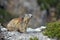 Alpine marmot on rock