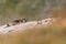 the alpine marmot sitting in the mountains in autumn with colorful blueberries in the austrian alps in the hohe tauern mountains