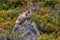 the alpine marmot sitting in the mountains in autumn with colorful blueberries in the austrian alps in the hohe tauern mountains