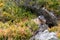 the alpine marmot sitting in the mountains in autumn with colorful blueberries in the austrian alps in the hohe tauern mountains