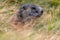 the alpine marmot sitting in the mountains in autumn with colorful blueberries in the austrian alps in the hohe tauern mountains