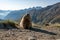 the alpine marmot sitting in the mountains near the Grossglockner mountain in the Austrian Alps in the Hohe Tauern mountains