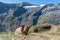 the alpine marmot sitting in the mountains near the Grossglockner mountain in the Austrian Alps in the Hohe Tauern mountains