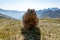 the alpine marmot sitting in the mountains near the Grossglockner mountain in the Austrian Alps in the Hohe Tauern mountains