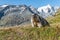 the alpine marmot sitting in the mountains near the Grossglockner mountain in the Austrian Alps in the Hohe Tauern mountains