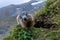 the alpine marmot sitting in the mountains near the Grossglockner mountain in the Austrian Alps in the Hohe Tauern mountains