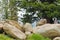 Alpine Marmot sitting on rock during summer in Austria, Europe