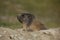 Alpine marmot somewhere in Switzerland on a sunny day