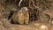 Alpine marmot stands at the entrance to its burrow