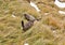 Alpine marmots on autumn mountain slope