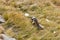 Alpine marmots on autumn mountain slope