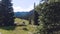 Alpine Meadow along Engineer Mountain Road in the San Juan Mountains