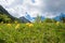 Alpine meadow with blooming trollius flowers, Wetterstein mountains upper bavaria