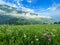 Alpine meadow blooms in the Alps in summer