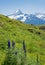 Alpine meadow with blue monkshood flowers, view to Schreckhorn and Lauberhorn mountains, switzerland