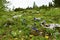 Alpine meadow with Clusius\\\' gentian (Gentiana clusii) blue flowers