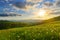 Alpine meadow with dandelions at sunset.