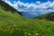 Alpine meadow flowers summer mountain landscape. Austria, Tirol, Achensee Area