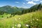 Alpine meadow in germany allgaeu