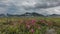 On an alpine meadow, among the green grass, bright pink Kamchatka rhododendrons bloom