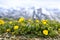 Alpine meadow in Jasper National Park