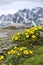 Alpine meadow in Jasper National Park