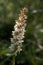 Alpine meadow orchid Gymnadenia odoratissima in Malbun, Liechtenstein